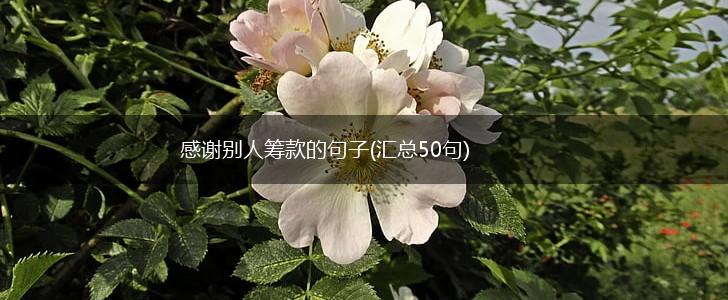感谢别人筹款的句子(汇总50句),第1张