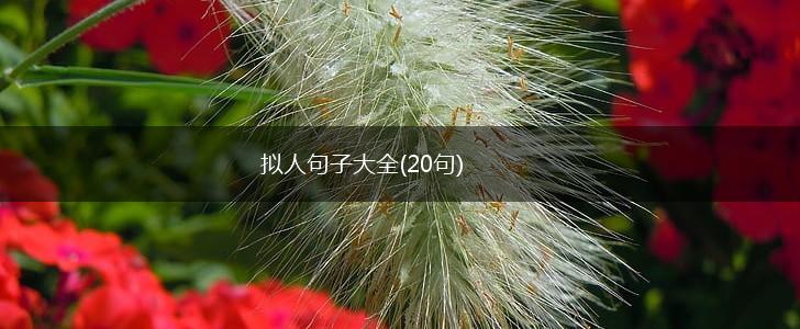 拟人句子大全(20句),第1张