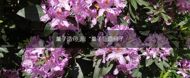 量子造句_用“量子”造句子,第1张