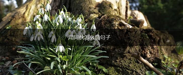 用同伙怎么造句子,第1张