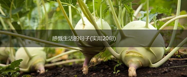 感慨生活的句子(实用20句),第1张