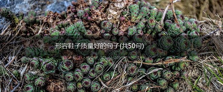 形容鞋子质量好的句子(共50句),第1张