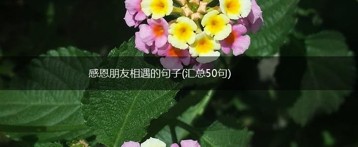 感恩朋友相遇的句子(汇总50句),第1张