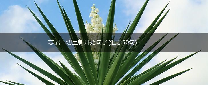 忘记一切重新开始句子(汇总50句),第1张