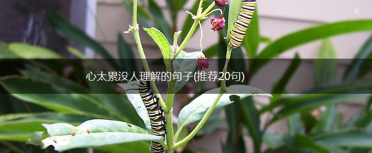 心太累没人理解的句子(推荐20句),第1张