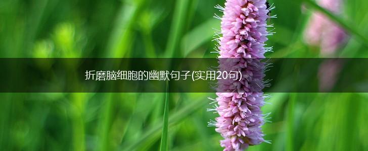 折磨脑细胞的幽默句子(实用20句),第1张