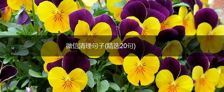 微信清理句子(精选20句),第1张