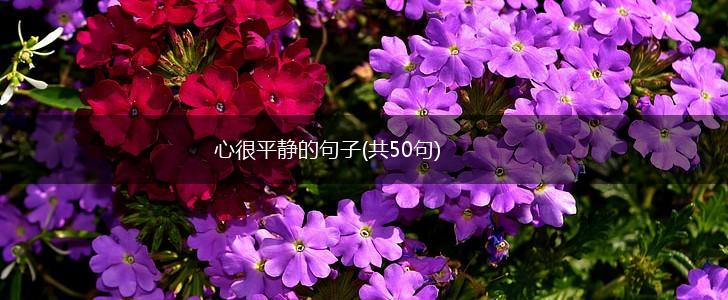 心很平静的句子(共50句),第1张