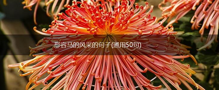 形容马的风采的句子(通用50句),第1张