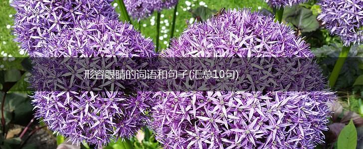 形容眼睛的词语和句子(汇总10句),第1张