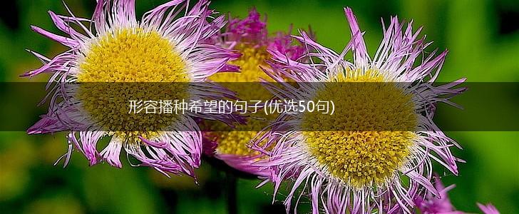 形容播种希望的句子(优选50句),第1张