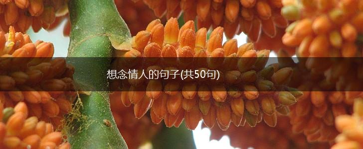 想念情人的句子(共50句),第1张