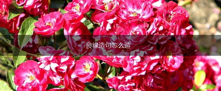 良缘造句怎么造,第1张