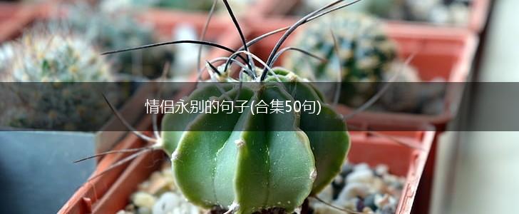 情侣永别的句子(合集50句),第1张