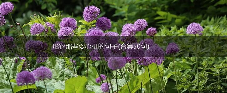 形容那些耍心机的句子(合集50句),第1张