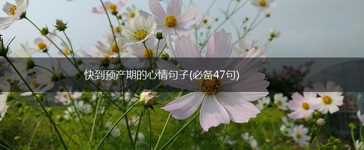快到预产期的心情句子(必备47句),第1张