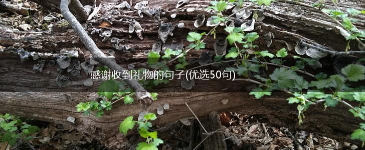 感谢收到礼物的句子(优选50句),第1张