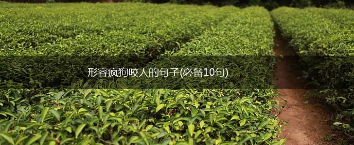 形容疯狗咬人的句子(必备10句),第1张