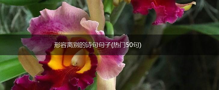 形容离别的诗句句子(热门50句),第1张