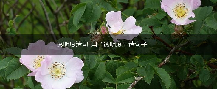 透明度造句_用“透明度”造句子,第1张