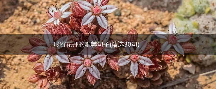 形容花开的唯美句子(精选30句),第1张
