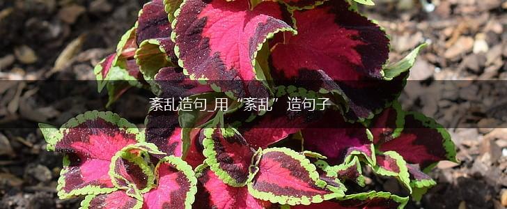 紊乱造句_用“紊乱”造句子,第1张