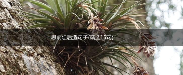 思前想后造句子(精选15句),第1张