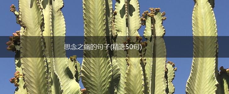 思念之痛的句子(精选50句),第1张