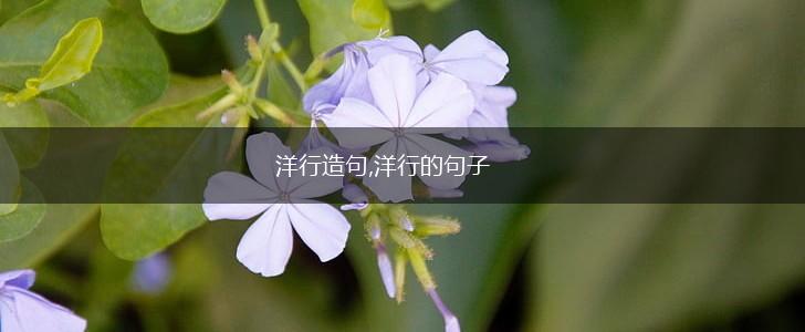 洋行造句,洋行的句子,第1张