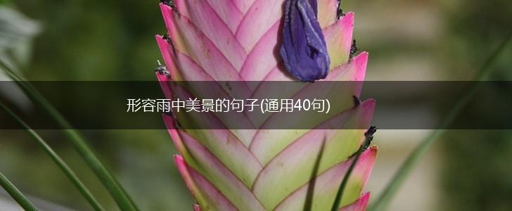形容雨中美景的句子(通用40句),第1张