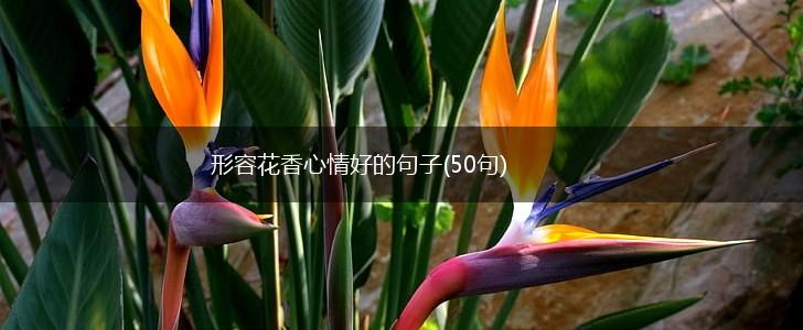 形容花香心情好的句子(50句),第1张