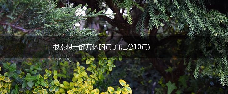很累想一醉方休的句子(汇总10句),第1张
