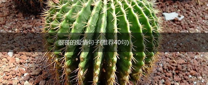 很丧的爱情句子(推荐40句),第1张