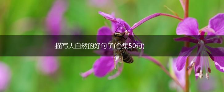 描写大自然的好句子(合集50句),第1张