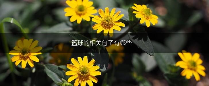 篮球的相关句子有哪些,第1张