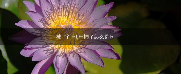 柿子造句,用柿子怎么造句,第1张