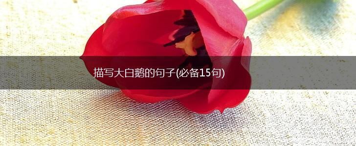 描写大白鹅的句子(必备15句),第1张