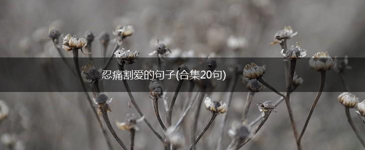 忍痛割爱的句子(合集20句),第1张