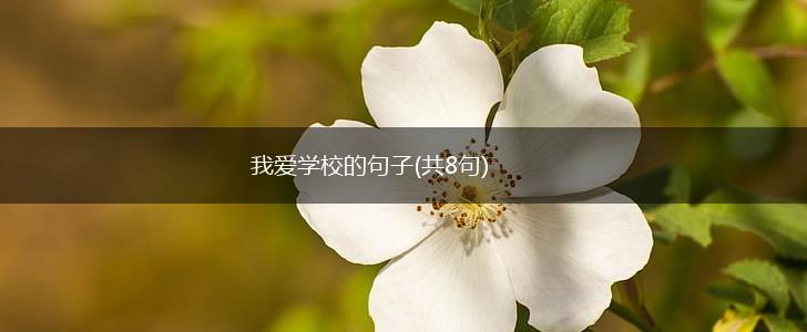 我爱学校的句子(共8句),第1张