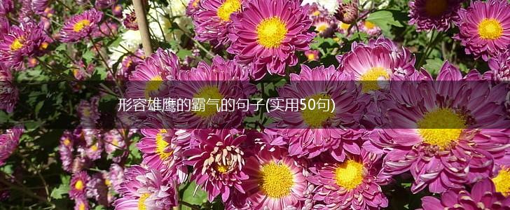形容雄鹰的霸气的句子(实用50句),第1张