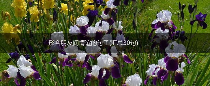 形容朋友间情谊的句子(汇总30句),第1张