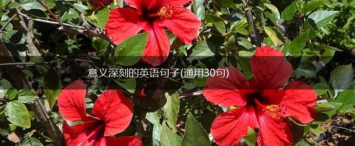 意义深刻的英语句子(通用30句),第1张