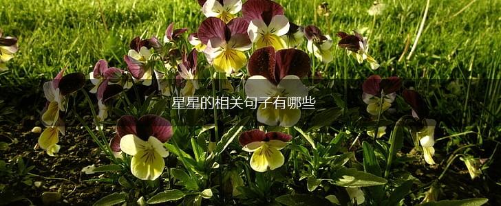 星星的相关句子有哪些,第1张