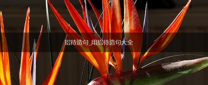 招待造句_用招待造句大全,第1张