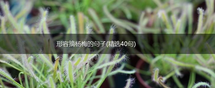 形容摘杨梅的句子(精选40句),第1张