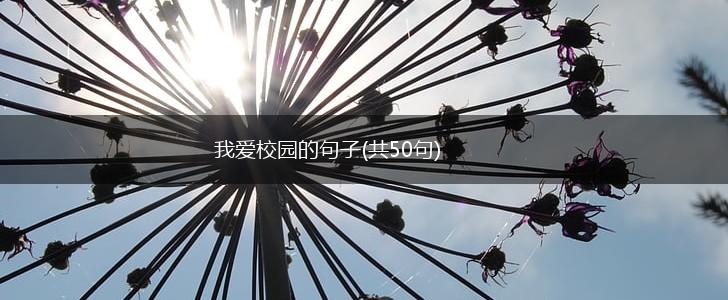 我爱校园的句子(共50句),第1张