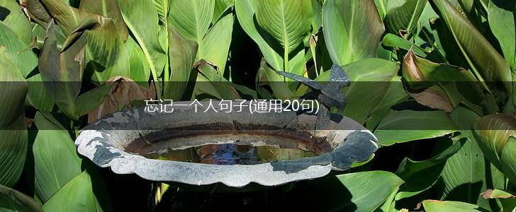 忘记一个人句子(通用20句),第1张