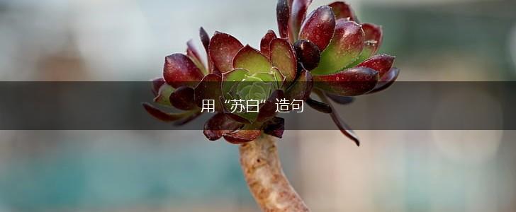 用“苏白”造句,第1张