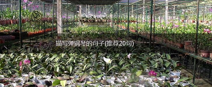 描写弹钢琴的句子(推荐20句),第1张