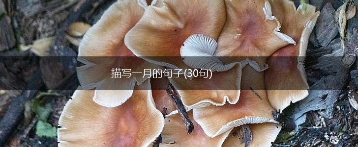 描写一月的句子(30句),第1张